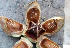 Sementes de Mogno Africano (Khaya ivorensis) – 1kg – Alta Taxa de Germinação