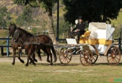 Carruagem de Luxo para Eventos em Excelente Estado - Rio de Janeiro - RJ