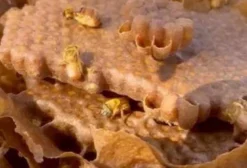 Enxames de Abelhas Sem Ferrão – Mandaçaia, Jataí, Uruçu e Mais