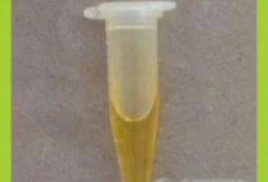 Captur Indutor para Captura de Enxames de Abelhas - Feromônio de Trilha (1 ml)