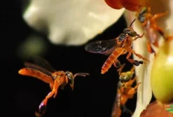Enxame de Abelha Jataí (Tetragonisca angustula) em Caixa Padrão INPA - Com Nota Fiscal e GTA