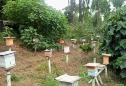 Enxames de Abelhas Nativas Sem Ferrão (Jataí e Mandaçaia) à Venda em Colombo – PR