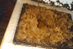 Colônia de Abelha Jataí (Tetragonisca angustula) em Caixa Racional – Dócil e Produtiva