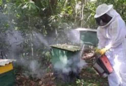 Apiário com 23 Caixas de Abelhas Apis Mellifera em Araçoiaba da Serra - SP