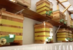 Enxame de Abelha Uruçu Amarela (Melipona Mondory) em Caixa INPA – Almirante Tamandaré/PR