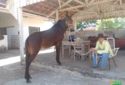 Mulas e Burros de Patrão de Excelente Genética - Oriente/SP
