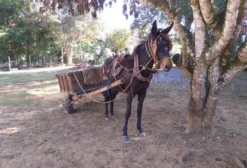 Mula Preta Mansa Registrada – 5 Anos – Pronta para Charrete e Arreio