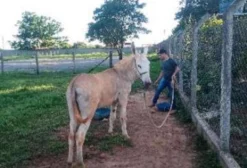 Jumento Pega Puro Macho Jovem - 24 Meses - Sorocaba/SP
