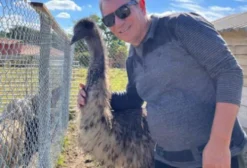 Filhote de Emu Australiano Sexado – R$ 1.900,00 em Indaiatuba / SP