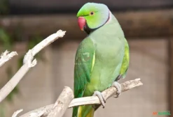 Ringneck Verde (Psittacula krameri) – Filhote de Ave Ornamental em Blumenau/SC