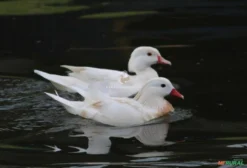 Casal de Marreco Mandarim Branco (Aix galericulata) – Variação Rara