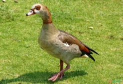 Casal de Ganso do Egito (Alopochen aegyptiaca) – Ave Aquática Ornamental