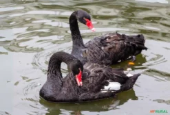 Casal de Cisne Negro (Cygnus atratus) – Ave Ornamental para Lagos e Propriedades Rurais