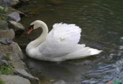 Casal de Cisne Branco (Cygnus olor) – Ave Ornamental para Lagos – Blumenau/SC