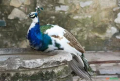 Casal de Pavão Arlequim Adulto – Pavo cristatus – Ave Ornamental Rara em Blumenau SC