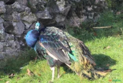 Pavão Ombros Negros (Pavo Cristatus) – Ave Ornamental à Venda em Blumenau/SC