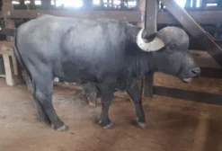 Lote de 2 Touros Búfalos Murrah Mediterrâneo - 30 Meses - Prontos para Cobertura