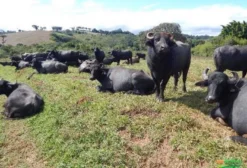 Búfalas Leiteiras – Lote com 55 Animais à Venda em São Vicente de Minas/MG