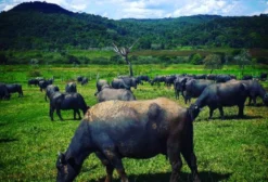 Búfalos e Búfalas Murrah – Leite e Corte – Venda Permanente em Uberaba MG