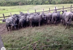 Bezerros Búfalos Desmamados à Venda em Antonina - PR