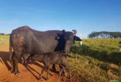 Novilhas Búfalas Murrah para Venda – Alta Aptidão Leiteira em Iguatama/MG