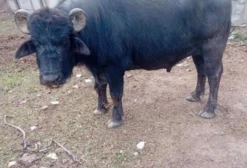 Lote de Búfalos: Adulto Forte, Fêmea Prenha e Bezerra de 10 Meses