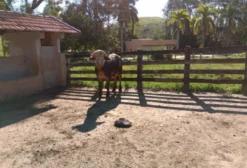 Touro Búfalo Albino de 27 Meses à Venda em Areias/SP