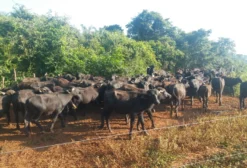 Bezerros e Bezerras de Búfalo - Animais Sadios e Dóceis em Minduri/MG