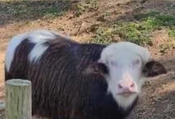 Filhote de Búfalo Albinoide Vacinado (7 Meses)