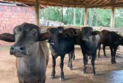 Bufálas – 10 Cabeças (8 Fêmeas e 2 Machos) em Tambaú/SP