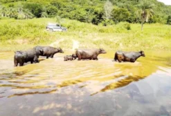 Lote de 9 Búfalos em Reprodução para Venda em Rifaina, SP