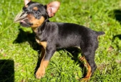 Filhotes de Pinscher Zero – 2 Machos Disponíveis em Campo Grande – MS