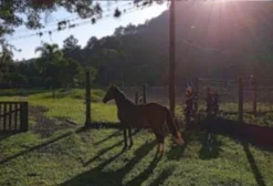Cavalo Crioulo Adestrado e Dócil – Oportunidade em Armazém/SC