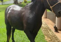 Cavalo Castrado Manso e Adestrado – 7 anos – Socorro/SP