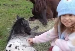 Mini Horse (Pônei) de 6 Meses à Venda em Piracaia - SP