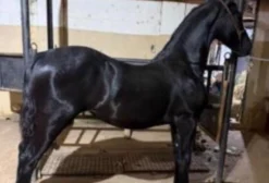 Cavalo Friesian Puro Sangue Negro – Dócil, Genética Superior e Ideal para Reprodução/Exposição