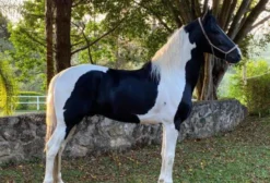 Mangalarga Marchador – Cavalo de Marcha Picada e Batida à Venda em Ibiúna/SP