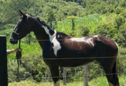 Égua Mangalarga Pampa de Preto Registrada – Mansa e Saudável