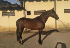 Garanhão Mangalarga Marchador – Cobertura com Marcha Batida e Sangue Extra