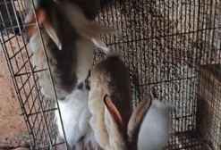 Coelhos Gigante e Nova Zelândia - Filhotes e Adultos à Venda em Suzano SP