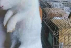 Coelhos Grandes Botucatu e Nova Zelândia - Matrizes para Corte em Araçariguama/SP