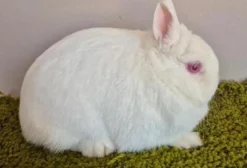 Criação Completa de Mini Coelhos Netherland Dwarf - Matrizes e Filhotes