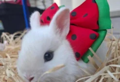 Mini Coelhos Netherland Dwarf - Filhotes à Venda em Bragança Paulista/SP