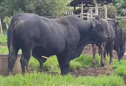 Bezerros e Garrotes Red Angus, Brangus e Ultrablack - Camanducaia/MG
