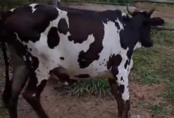 Novilhas Mestiças Prenhas - Santa Gertrudis - Mairiporã/SP