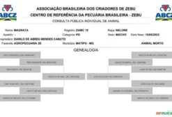 Nelore PO – Boi Puro de Origem com 3 Anos – Matipó/MG