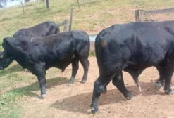 Touros Brangus P.O. Linhagem Guapiara - Venda - São Gonçalo do Abaeté/MG