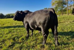 Touro Brangus PO (Puro de Origem) – 4 Anos – Triunfo/RS