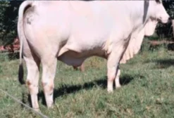 Lote de Touros Nelore PO com RGD – Reprodutores de Alto Padrão Genético em Cardoso/SP