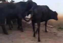 Lote de 14 Bezerros e Bezerras Nelore x Angus – Média 8@ – São José dos Campos/SP